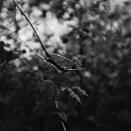 Demidovy web 122.jpg