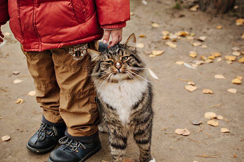 Tartaglia Cat boy. Cat boy Cami. Cat boy Kamy. Big boy Cat.