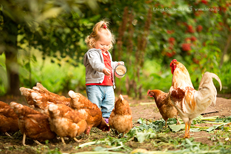 Картина дети кормят курицу и цыплят. Курица для детей. Фотосессия с курами детская. Цыпленок для детей. Фотосессия с цыплятами.